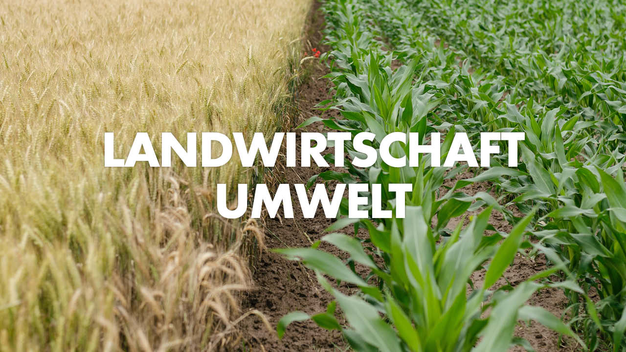 AfD Arbeitskreise 1